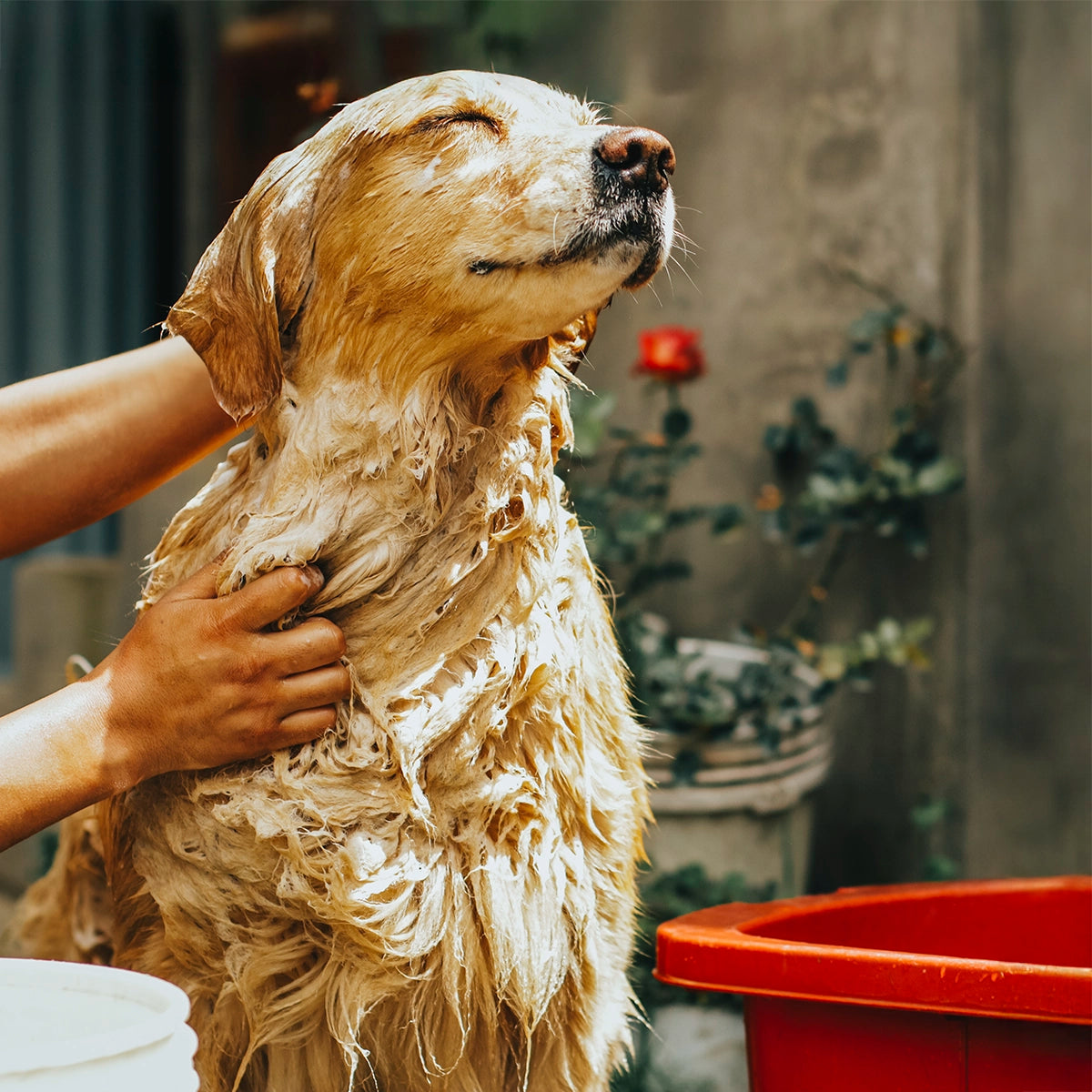 arbre-vert-ami-des-animaux-shampooing-chien-pamplemousse-250-ml image 2