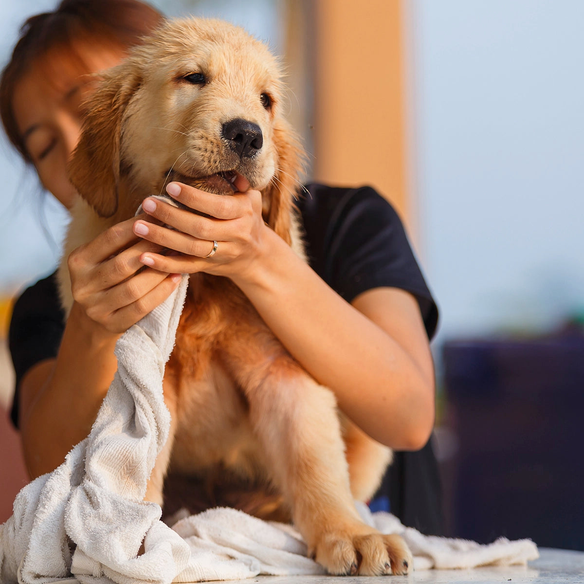 arbre-vert-ami-shampooing-chien-chiot-amande-250-ml image 2